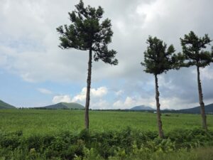 전주 풍남문광장, 금연·금주구역 지정…적발 시 과태료 5만원